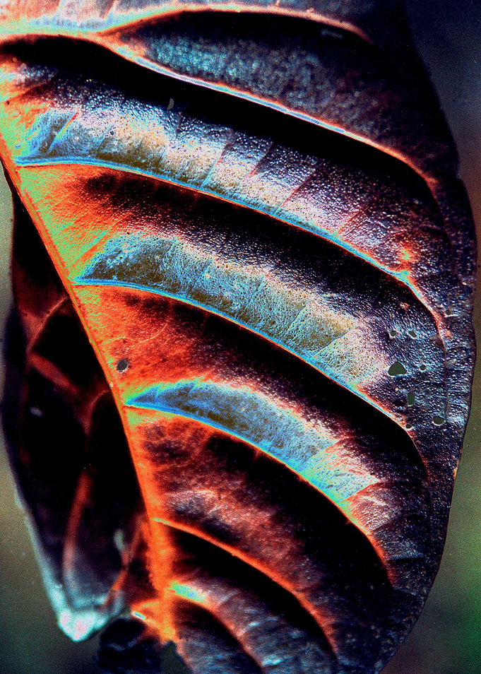 the vivid of nature