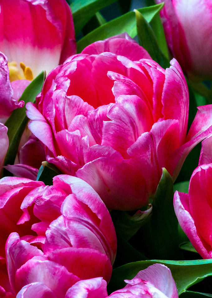 Pink Color Tulip Flowers