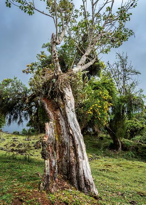 old tree