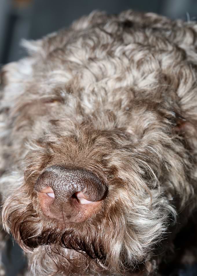 Lagotto romagnolo face