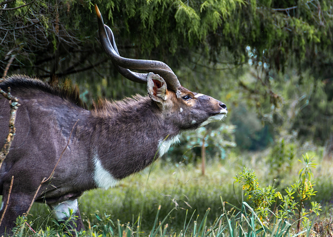 mountain nyala