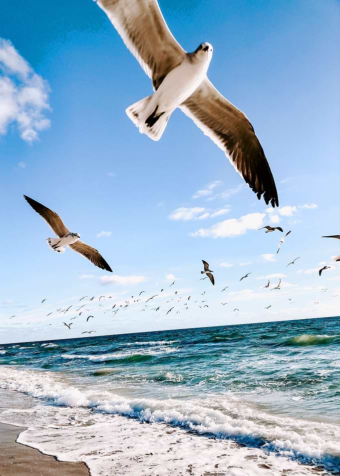 Animals Print Birds