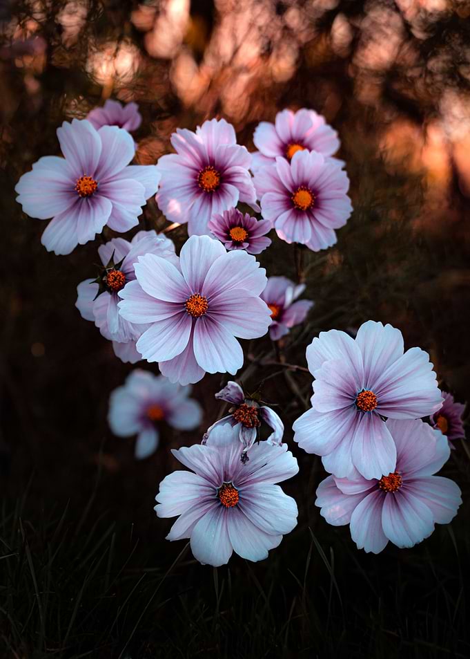Flower evening