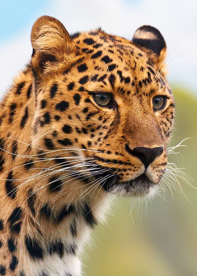 Animal Print Tiger