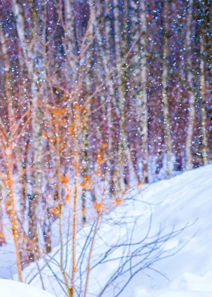 Forest Snowfall Right