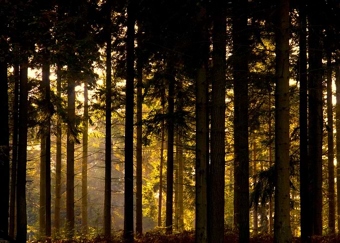 Sun through the trees