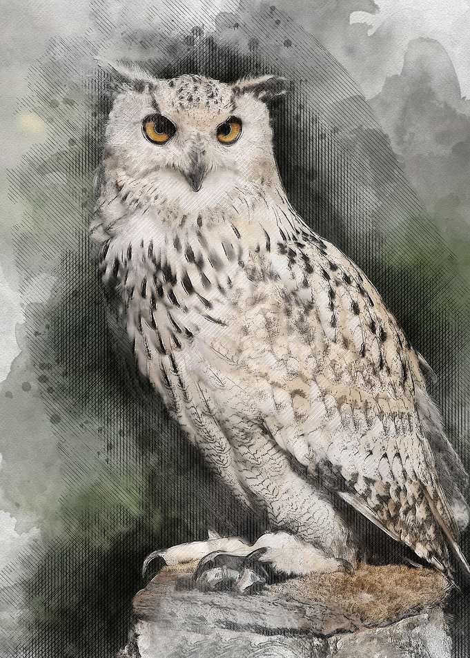 Watercolour Owl