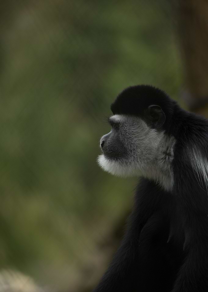 The thinker