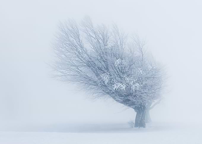 Cloud tree