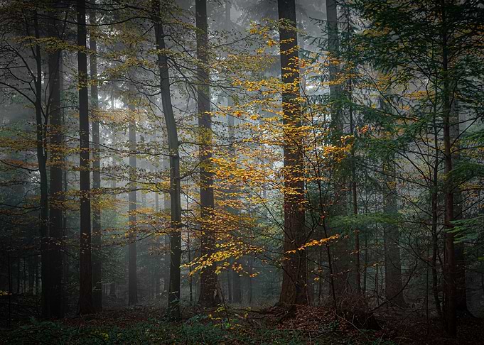 Autumn forest