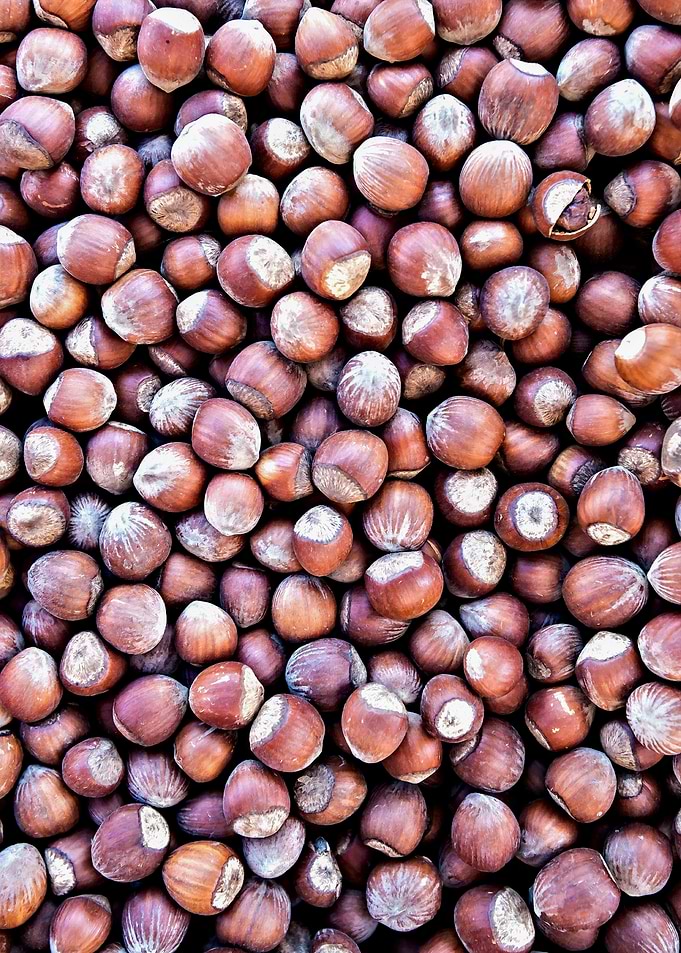 Hazel Or Filbert Nuts