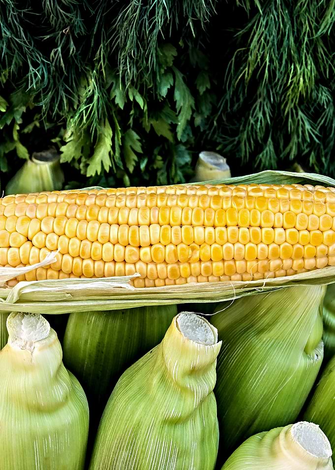 Yellow Corn Green Cobs 02