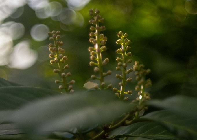 Spring Bokeh