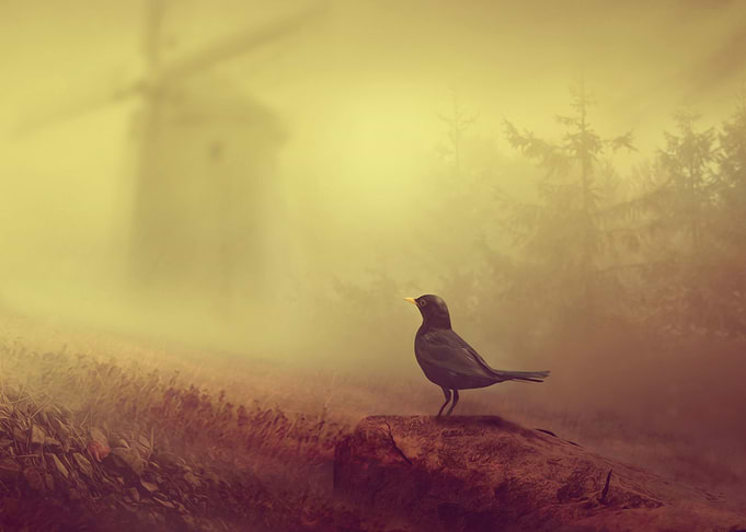 Black bird and old windmil
