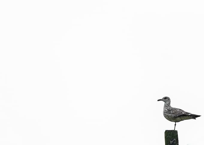 lonely seagull