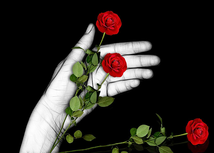 Rose flowers