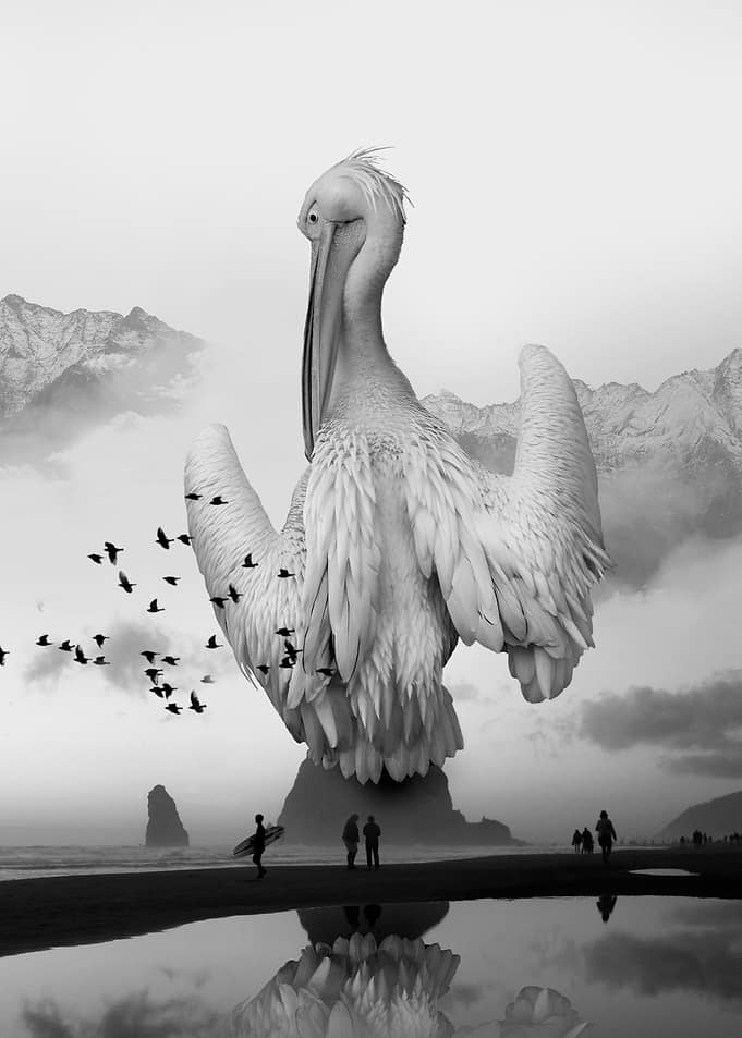 Birds of a Feather