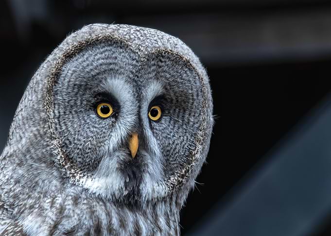 An owl