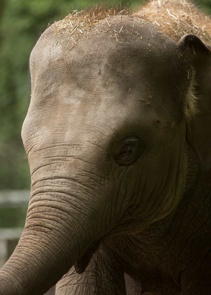 Elephant one