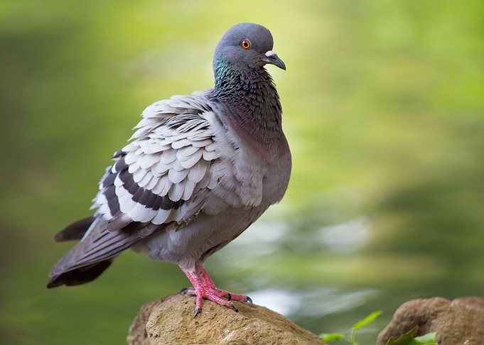 Pigeon posing