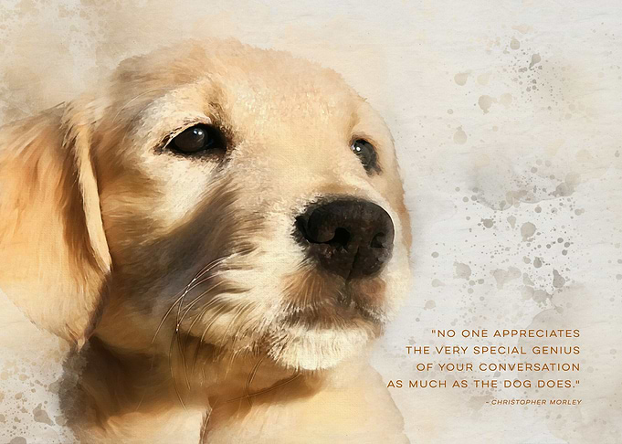 Converse with a Dog