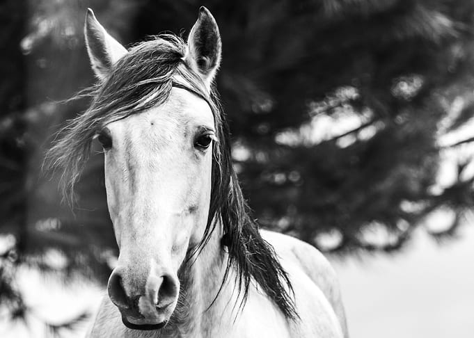 White horse