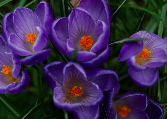 Purple Mash