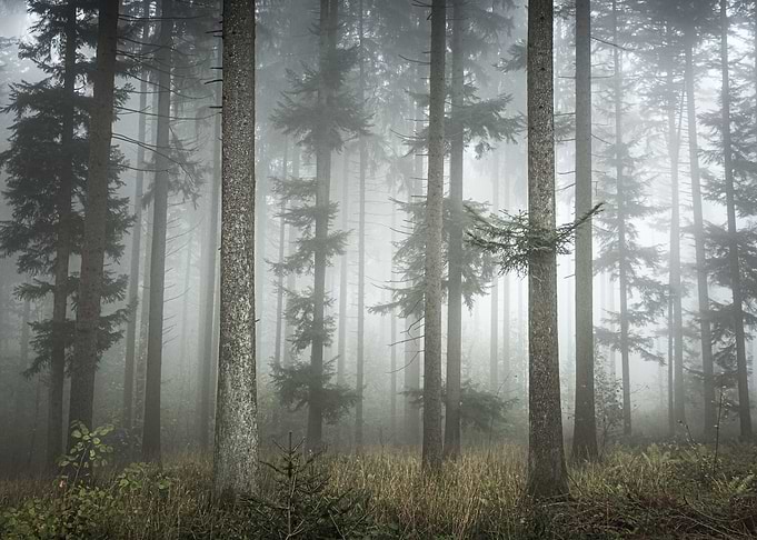 Cloud forest