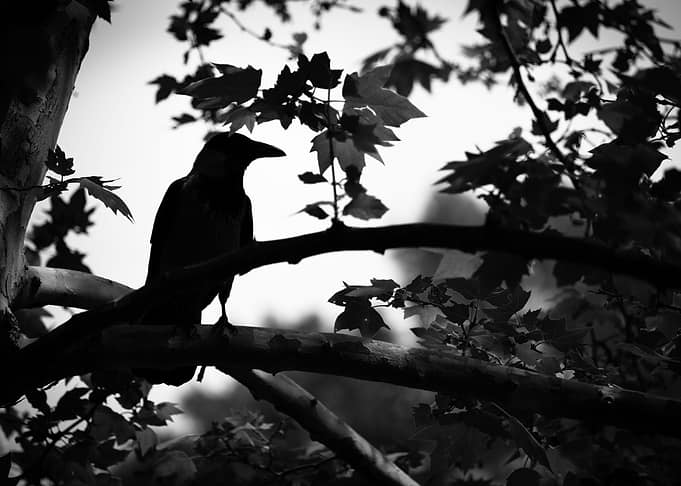 Crow posing