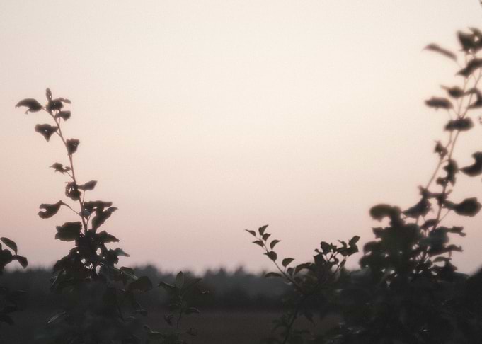 Evening