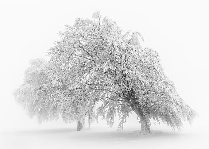 Winter trees