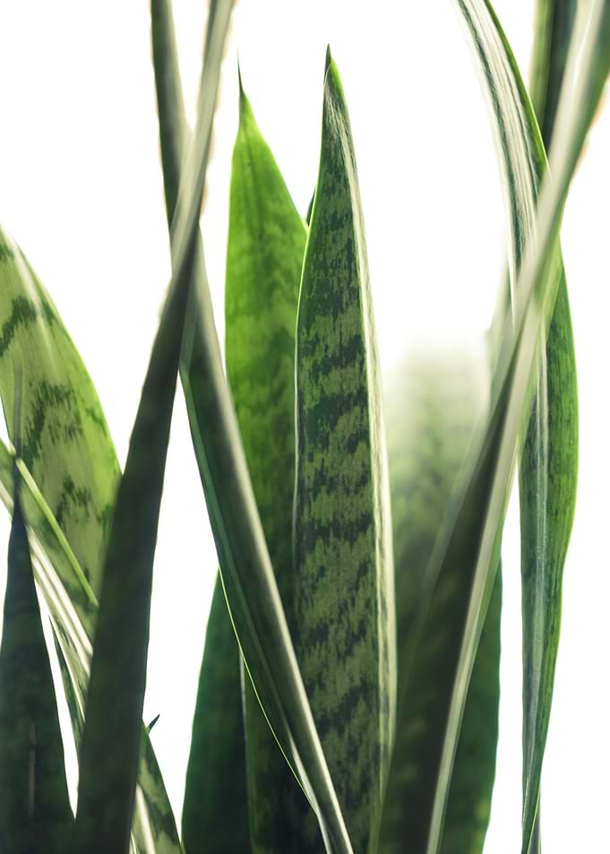 Luxe Greens i