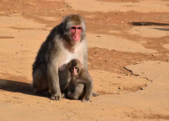Japan Monkey