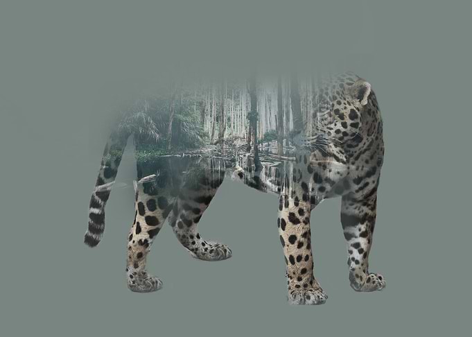 Jaguar and his habitat