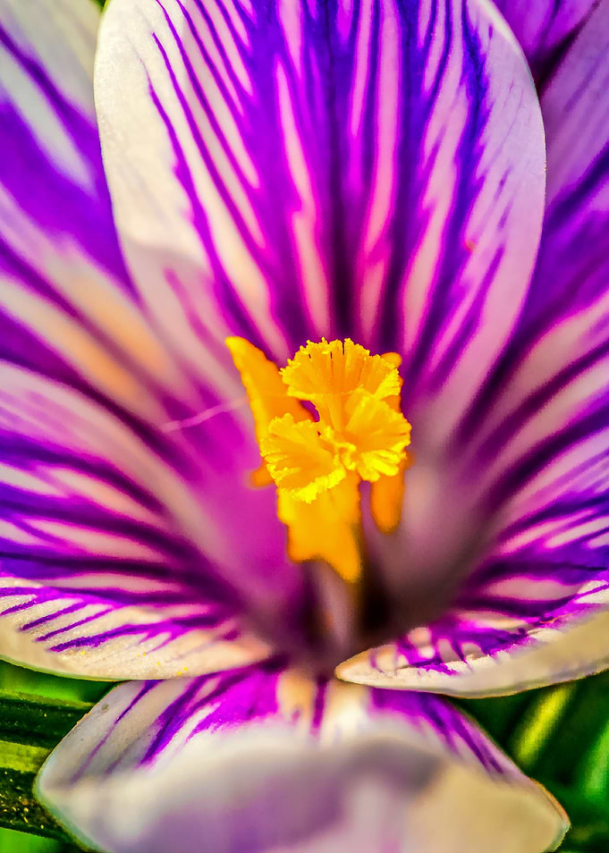 Neon Glow Crocus Flower