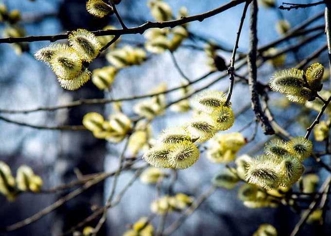 Fluffy Willow Buds
