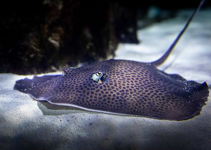 ray