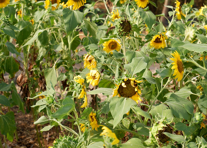 Beautiful Sunflower