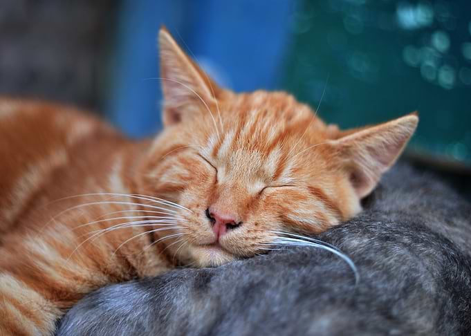 baby cat sleep