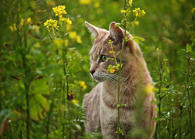 flower cat animal