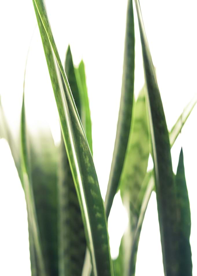 Luxe Greens iii