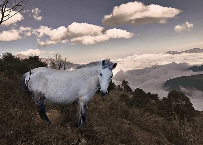 Horse Horizontal