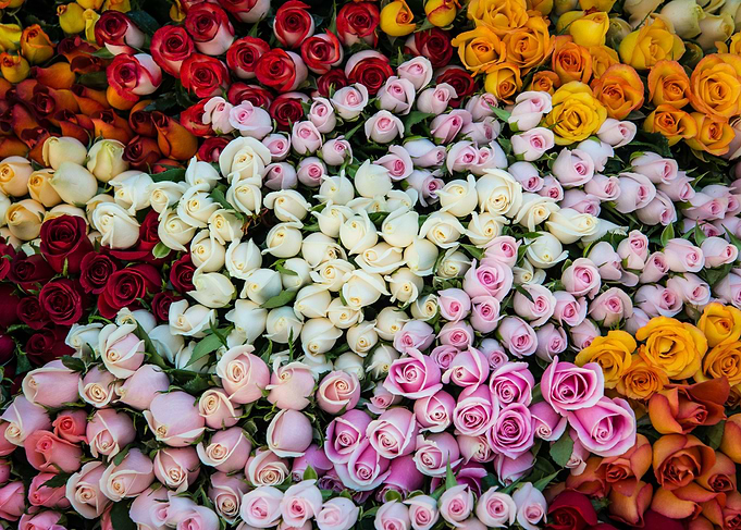 Colorful flowers