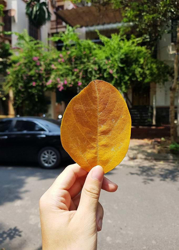 leaf