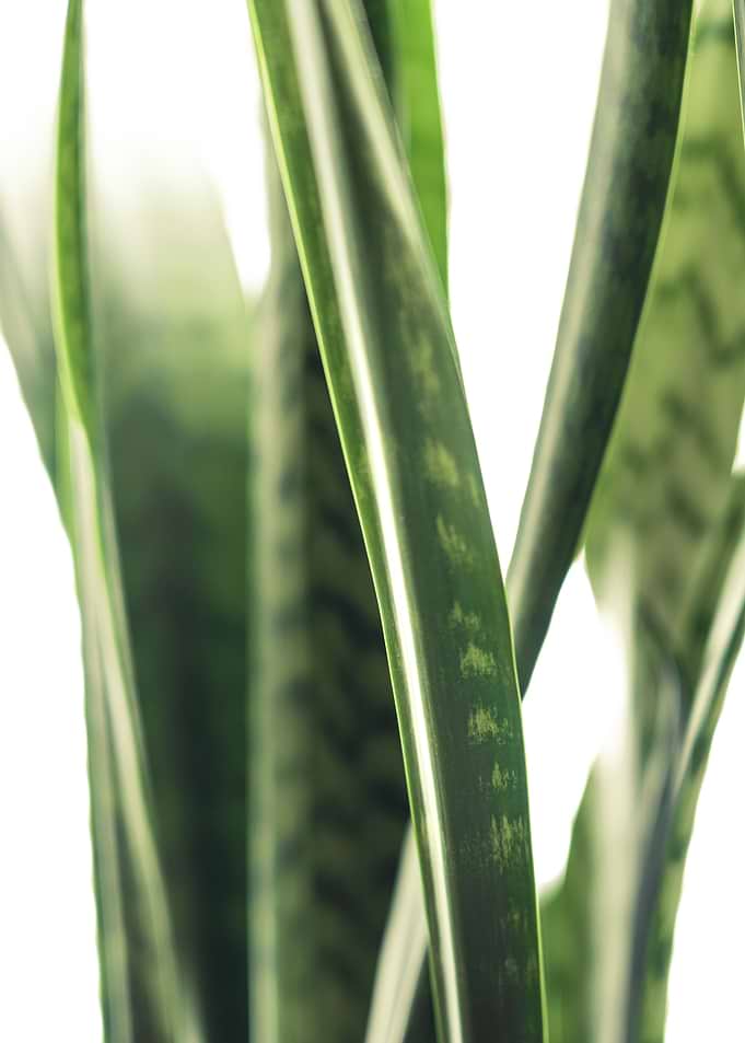 Luxe Greens ii