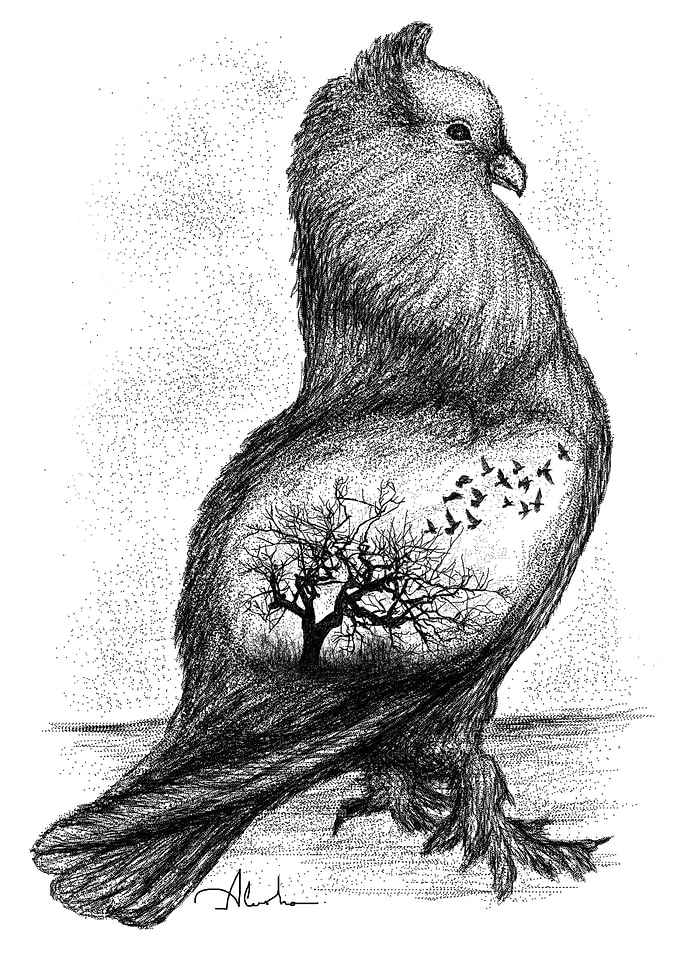 PIGEON