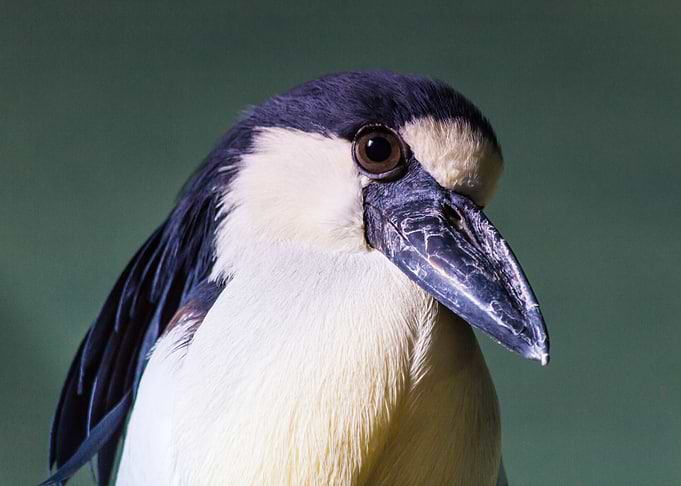 Beautiful bird