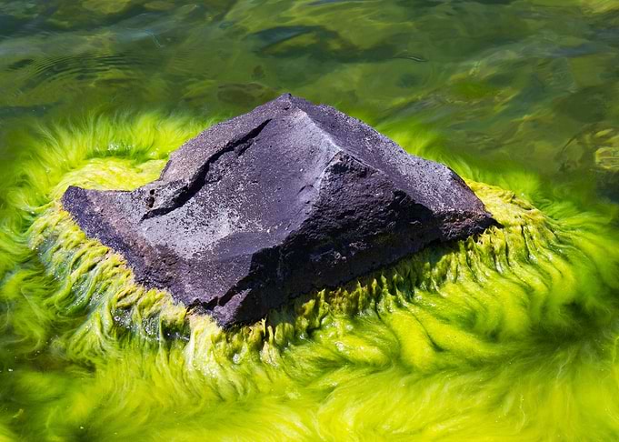 Green algae