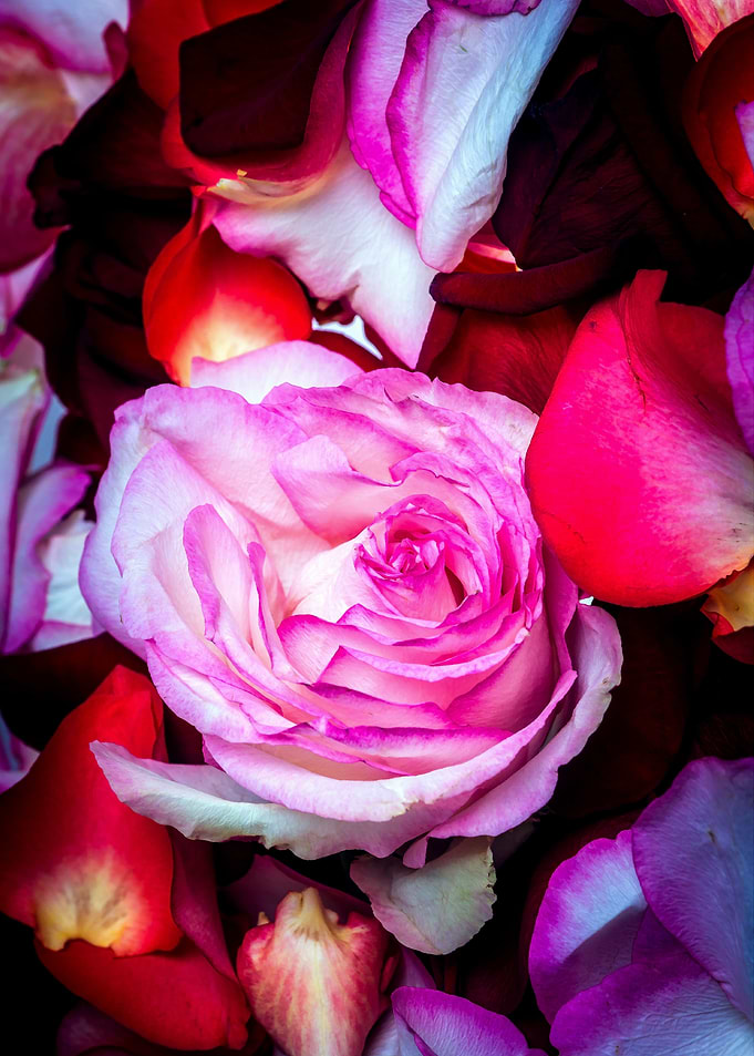 Rose Petals And A Flower