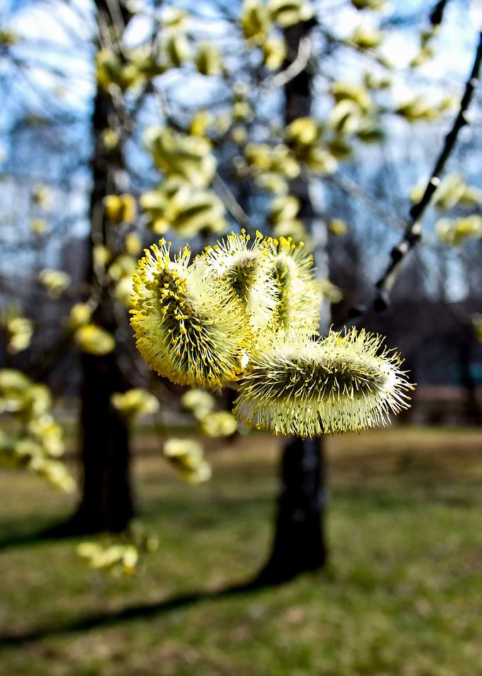 Willow Tree Buds In Spring